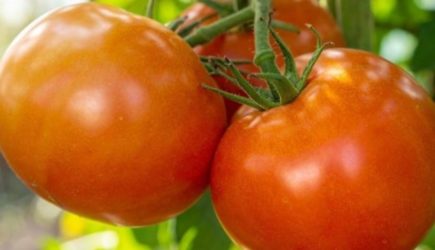 Всего 15 капель в бочку при поливе томатов: урожай помидоров побьёт все рекорды