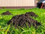 Вот что заливают в кротовьи норы опытные дачники: незваные гости уйдут с участка за сутки