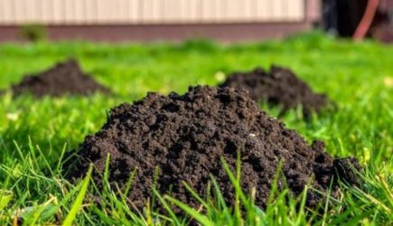 Вот что заливают в кротовьи норы опытные дачники: незваные гости уйдут с участка за сутки