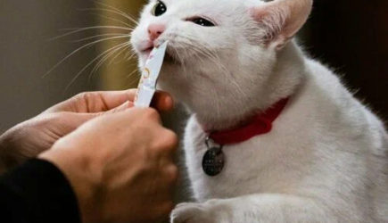 Родителям питомцев: когда обязательно нужно менять корм