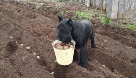 Сверхъестественный пес выращивает картофель