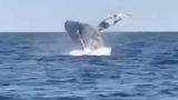 Огромный кит выпрыгнул из воды и поразил российских рыбаков
