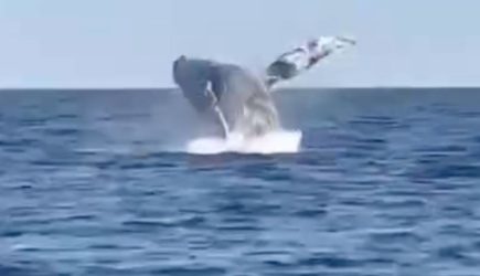 Огромный кит выпрыгнул из воды и поразил российских рыбаков