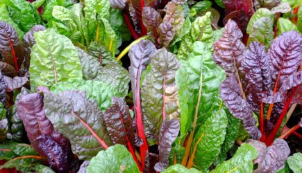 Избегайте этой «полезной» зелени — особенно если болят суставы