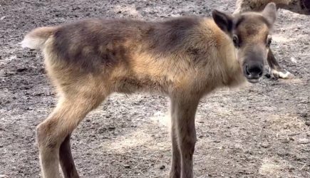 В российском зоопарке родился Айсберг