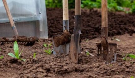 Дачников призвали закопать банан на участке: зачем это нужно