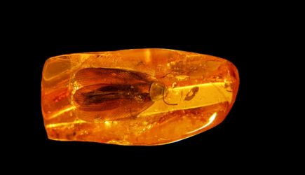 Таракан в янтаре