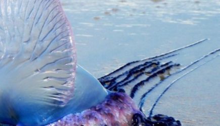 Самая опасная медуза в мире атаковала мужчину на популярном курорте