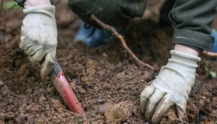 Начаты раскопки на месте захоронения останков почти 800 младенцев