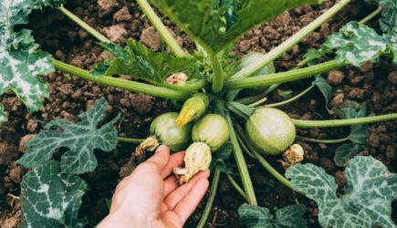 Цветок на завязи кабачка: удалять или оставить? Как не навредить урожаю