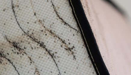 Францию захватили клопы