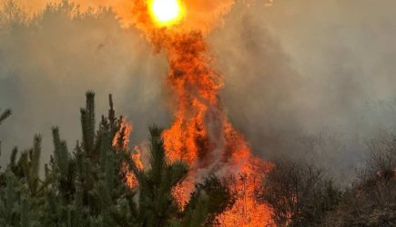 Лесной пожар достиг жилых районов в турецкой Бурсе