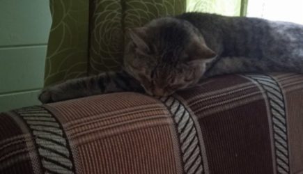 Как уберечь кошку от перегрева: полное руководство для заботливых хозяев