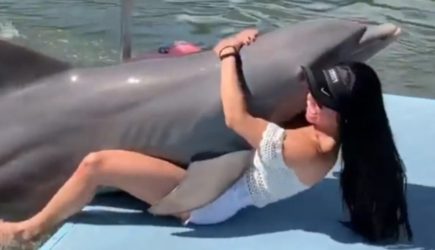 Милые только на вид: что дельфин может сделать с человеком