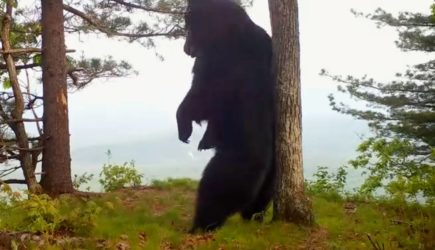 Медведь исполнил эротичные танцы под пение птиц в России и попал в кадр