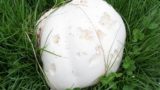 У россиянки неожиданно выросло гигантское «яйцо динозавра»