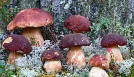 Польза грибов для здоровья