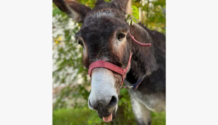 Раскрыта судьба участвовавшего в СВО осла