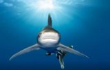 Строительство Суэцкого канала открыло акулам путь к&nbsp;туристическим пляжам&nbsp;&mdash; океанолог