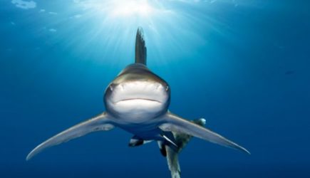 Строительство Суэцкого канала открыло акулам путь к&nbsp;туристическим пляжам&nbsp;&mdash; океанолог