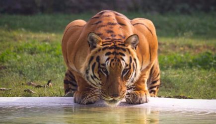 Известного актера насмерть растерзал тигр