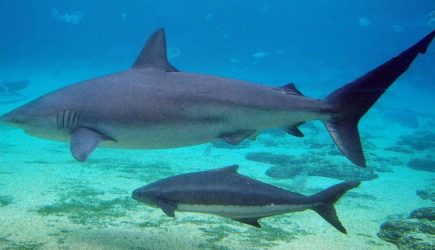 Считавшиеся безобидными акулы-собаки растерзали мужчину