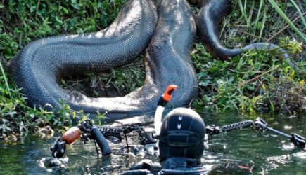 Роды агрессивной анаконды засняли во Владивостоке