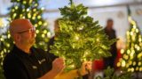Россиян научили выбирать качественную недорогую елку