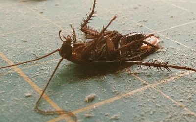 Тараканы ненавидят этот фрукт до смерти: просто положите его…