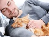 Врач: спящая рядом кошка сокращает вашу жизнь