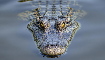 Опасный хищник растерзал пожилого мужчину во время отдыха