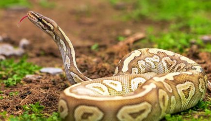 Гигантский питон сбросил фермера с мотоцикла и расправился с ним