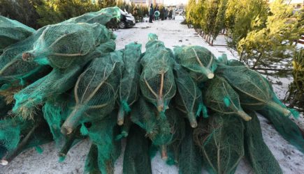 Россияне стали реже покупать один новогодний товар