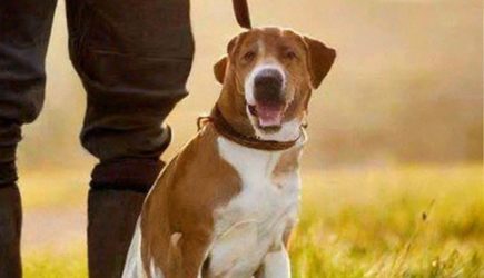 Собака — лучший друг человека