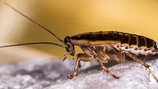 Почему тараканы появляются даже у чистюль и как от них избавиться