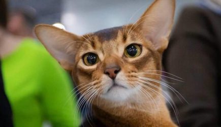 Кот из России оказался самым красивым в мире