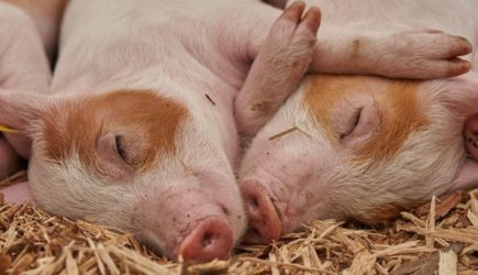 После 2030 года россияне смогут бесплатно пересаживать свиные органы по программе ОМС