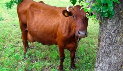 Мужчина убил свою корову, а внутри нее оказалось…