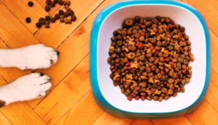 5 мифов о кормах для питомцев, в которые всё еще верят