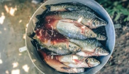 Паразиты из речной рыбы: тихая боль печени и путь к защите