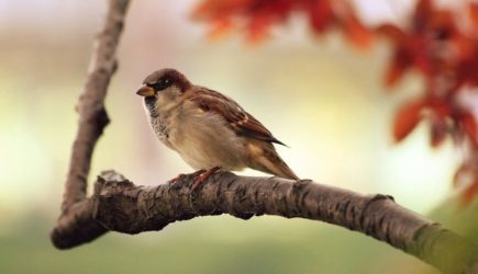 В России с 7 по 15 февраля пройдет перепись воробьев