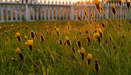 За это растение на участке придется заплатить 1 млн рублей: новые правила вступают в силу с 1 марта