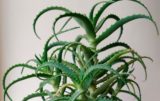 5 полезных растений для дома