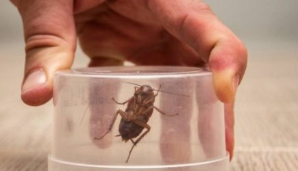 Cтаринный метод из СССР &mdash; как выгнать всех тараканов за вечер и забыть о них навсегда