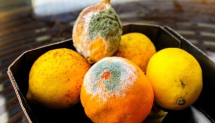 Можно ли есть продукт, если срезать с него плесень?