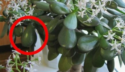 Цветовод обнаружил на своём «денежном дереве» нечто странное