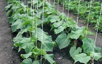 Рассада огурцов гибнет? Вот в чём причина
