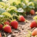 Опасная ошибка с клубникой весной: почему ягод не будет