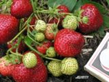 Сезон клубники: как выбрать безопасную ягоду и не переплатить за сорт