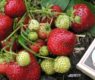 <h2 class="news-title"><a href="https://news-z.info/sezon-klubniki-kak-vybrat-bezopasnuyu-yagodu-i-ne-pereplatit-za-sort/">Сезон клубники: как выбрать безопасную ягоду и не переплатить за сорт</a></h2>